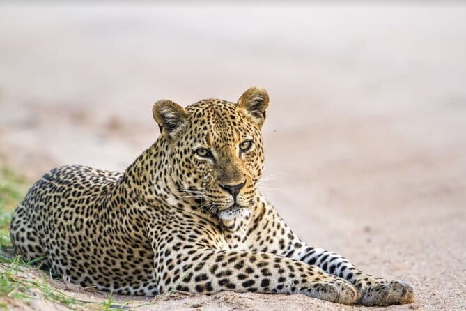 Yala National Park Safari - Half day and Full day - Key points to remember