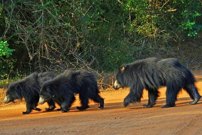 Yala National Park Safari - Half day and Full day - Entering Yala’s Game-Drive Rhythm from Tissamaharama