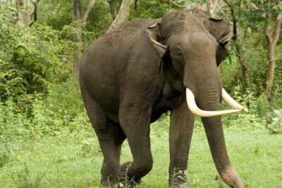 Yala National Park Safari - Half day and Full day - Wildlife Odds That Actually Matter: Leopards, Elephants, Sloth Bears, Crocs, Birds