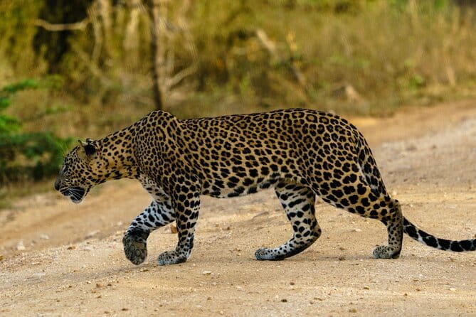 Yala National Park Safari - Half day and Full day - When the Full Day Adds Ella: Longer Time, Softer Pacing