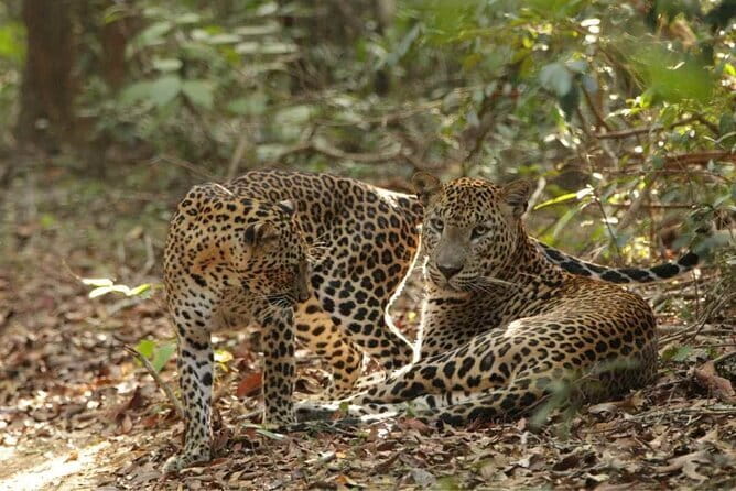 Yala National Park Safari - Half day and Full day - Eco-Friendly and Responsible Viewing: What It Looks Like in Practice
