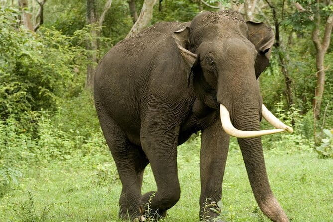 Yala National Park Safari - Half day and Full day - Wildlife Odds That Actually Matter: Leopards, Elephants, Sloth Bears, Crocs, Birds