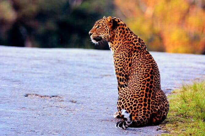 Yala National Park Safari : Special Guided Tour - Park entry fee makes the real cost higher than $30