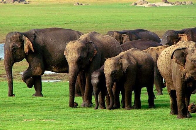 Yala National Park Safari : Special Guided Tour - Pickup and group size: what it means for your day