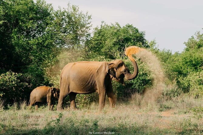 Yala National Park Safari : Special Guided Tour - Sustainability and conservation-minded guiding