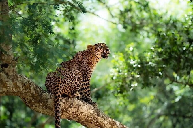 Yala National Park Safari : Special Guided Tour - Modified 4x4 vehicles: comfort, viewing, and the one thing to check