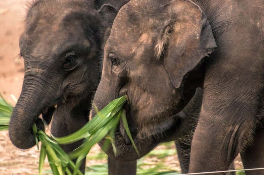 Yala National Park - Safari Tour with Hotel / Accommodation - Price and value: $24 is the start, not the full cost