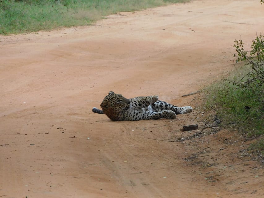 Yala National Park Safari Tours : 7 hours & 12 hours - Should you book this Yala safari?
