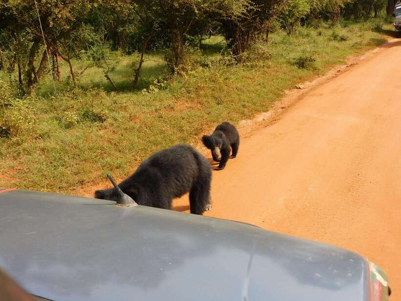 Yala National Park Safari Tours : 7 hours & 12 hours - 7 hours vs 12 hours: breakfast, lunch, and how your day shifts