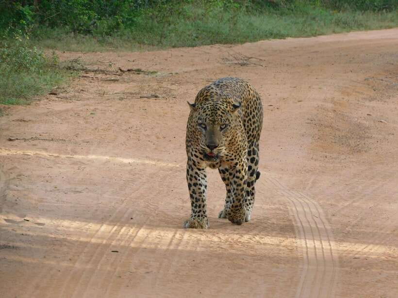 Yala National Park Safari Tours : 7 hours & 12 hours - Inside the park: why the guides change your odds
