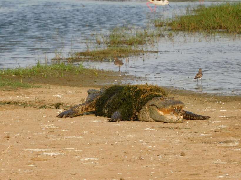Yala National Park Safari Tours : 7 hours & 12 hours - Food, water, and the real rhythm of the day