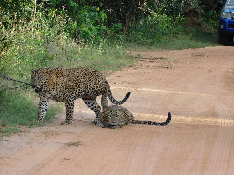 Yala National Park Safari Tours : 7 hours & 12 hours - Price and value: why $25 can feel like a bargain