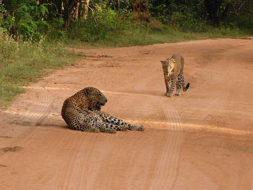 Yala National Park Safari Tours : 7 hours & 12 hours - Wildlife highlights you can aim for (without guarantees)