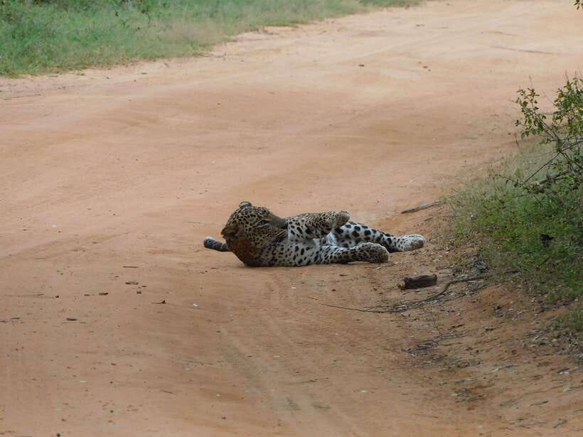 Yala National Park Safari Tours : 7 hours & 12 hours - Who this safari suits best