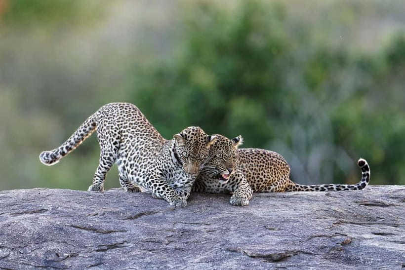 Yala National Park Safari Tours : 7 hours & 12 hours - Pickup and jeep comfort: logistics that don’t steal your safari time