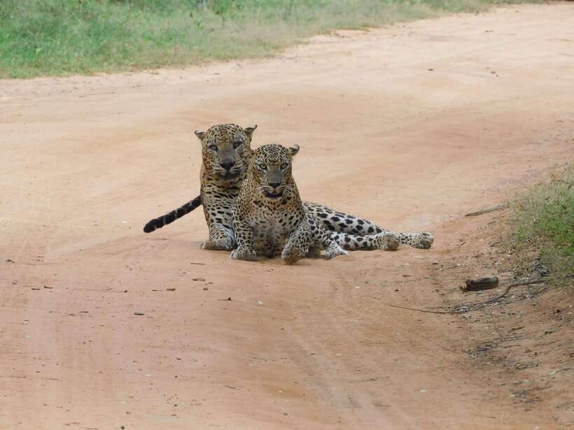 Yala National Park Safari Tours : Half Day & Full Day - Who This Tour Fits Best (And Who Should Reconsider)