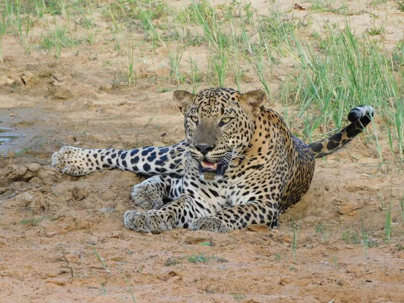 Yala National Park Safari Tours - Half Day & Full Day - Price and logistics: $25 is only part of the total