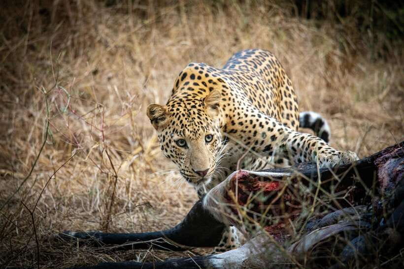 Yala National Park Safari Tours - Half Day & Full Day - Why the guides get the praise: spotting isn’t luck