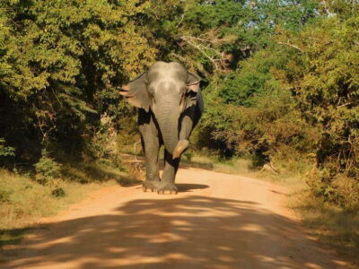Yala National Park Safari Tours - Half Day & Full Day - Half day vs full day: which length makes sense for you
