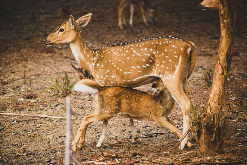 Yala National Park Safari Tours - Half Day & Full Day - Food and comfort: included meals you’ll actually appreciate