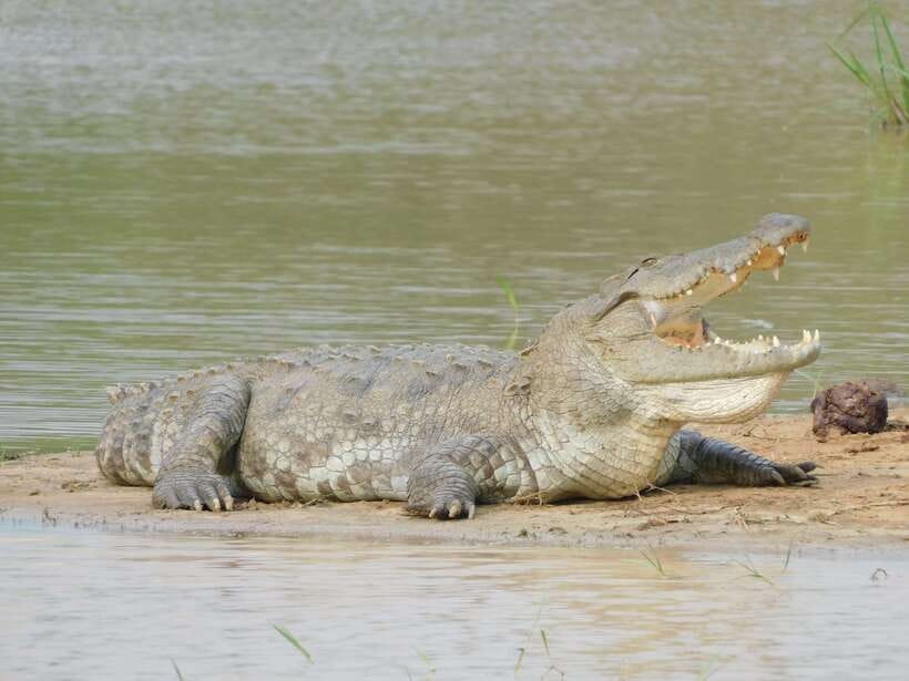 Yala National Park Safari Tours : Half Day & Full Day - Food on Safari: Breakfast, Lunch, and Why Timing Matters