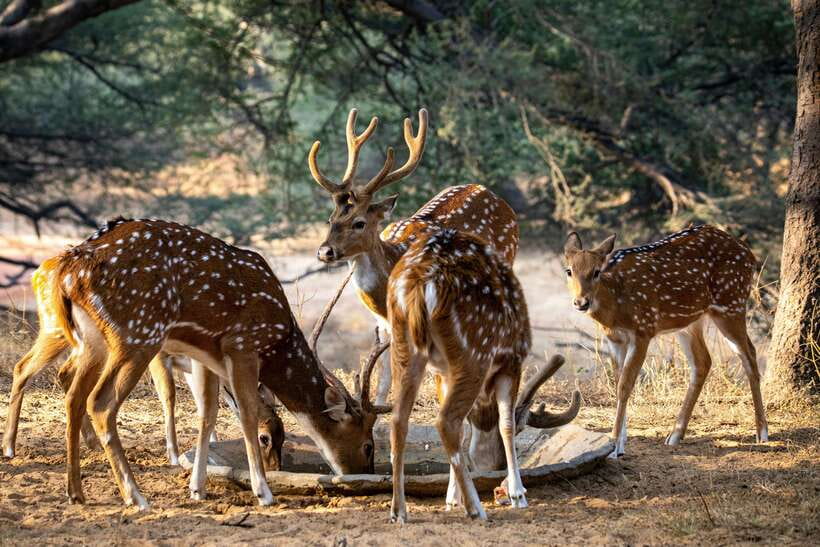 Yala National Park Safari Tours : Half Day & Full Day - Park Reality Check: Crowds, Traffic Jams, and the Unpredictable Wild