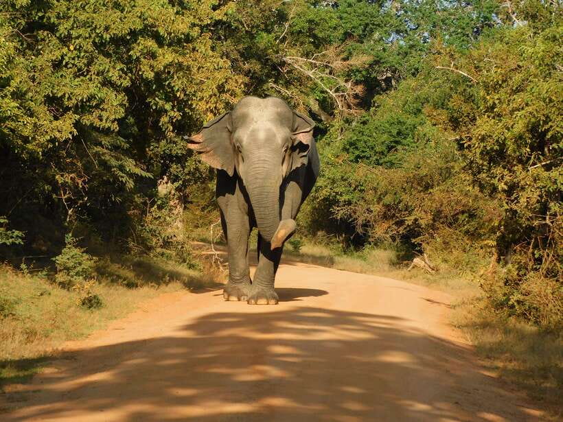 Yala National Park Safari Tours - Half Day & Full Day - Half day vs full day: which length makes sense for you