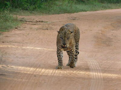 Yala National Park Safari Tours: Morning/Evening/Full Day - Pickup in Southern Sri Lanka: Less Hassle Before You Even Enter the Park