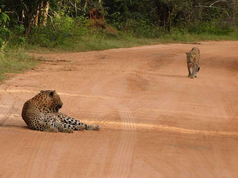 Yala National Park Safari Tours: Morning/Evening/Full Day - Breakfast in the Jeep and the Real Safari Rhythm