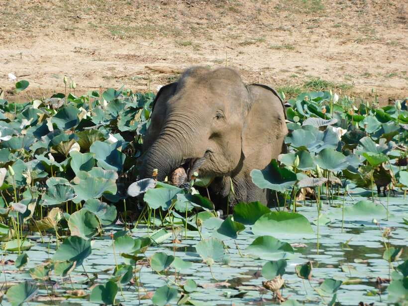 Yala National Park Safari Tours: Morning/Evening/Full Day - How Leopard Safari Chances Really Work (Without Fake Promises)