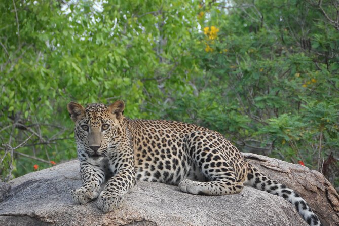 Yala National Park Special Leopard Safari Tour - Key highlights that make this leopard safari worth your morning