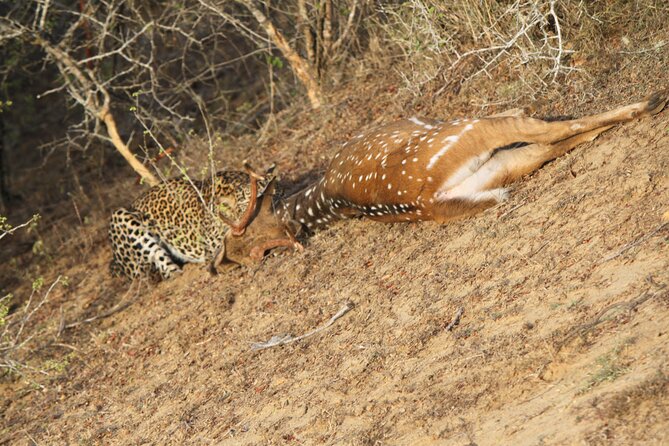Yala National Park Special Leopard Safari Tour - Early-morning Yala timing: the whole point for spotting leopards
