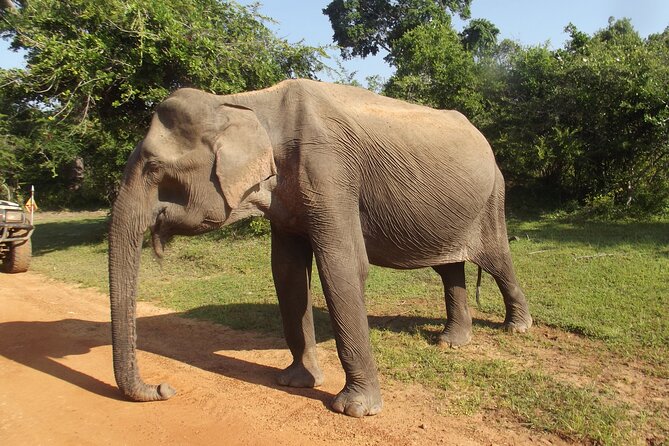 Yala National Park Special Leopard Safari Tour - Inside the park: what your 5 hours at Yala actually feels like