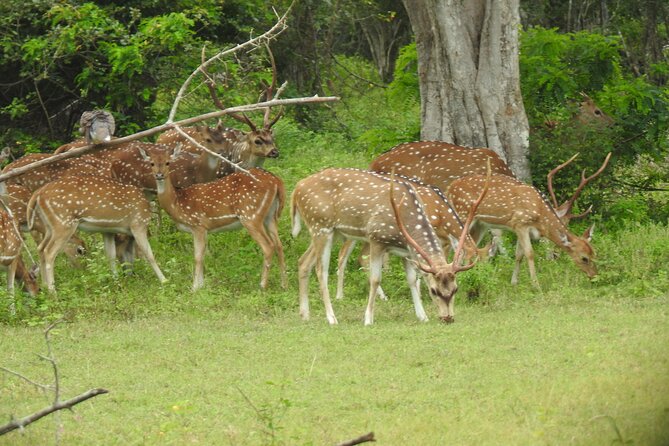 Yala National Park Special Leopard Safari Tour - Wildlife beyond leopards: elephants and birds you might not expect