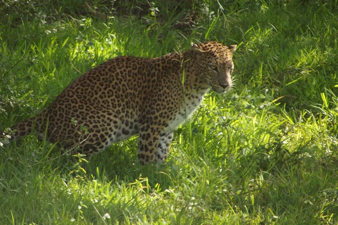 Yala National Park Special Leopard Safari Tour - Price and value: what $28.18 covers—and what it doesn’t