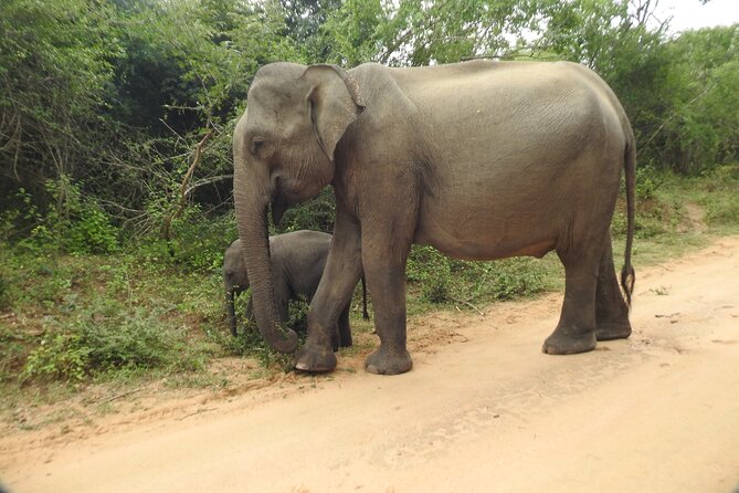 Yala National Park Special Leopard Safari Tour - What’s it like with breakfast, water, and binoculars in the mix?