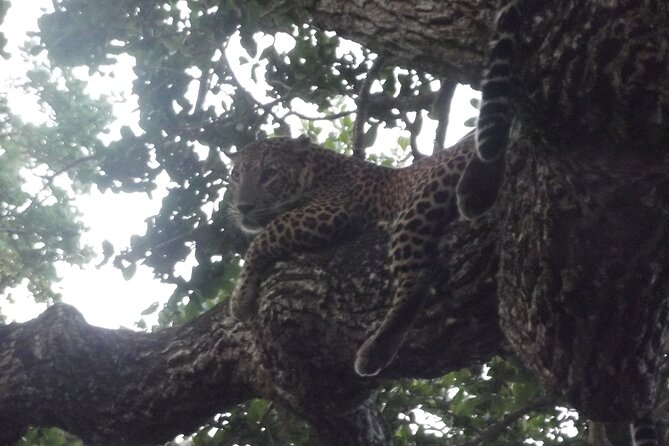 Yala National Park Special Leopard Safari Tour - How the leopard-focused route choice affects your odds