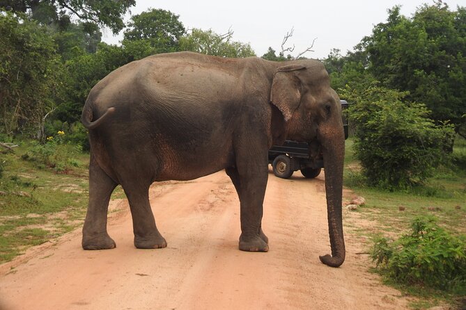 Yala National Park Special Leopard Safari Tour - Who this safari suits best (and who should think twice)