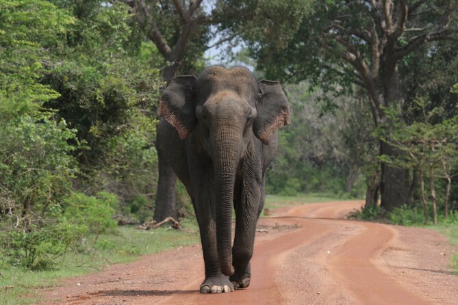 Yala National Park Special Leopard Safari Tour - Getting to the park: pickup, small group flow, and the jeep comfort