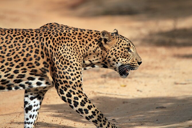 Yala National Park Wildlife Safari/ Game Drive - by Ajith Safari - Yala’s golden hours: the real reason you choose a morning or sunset drive