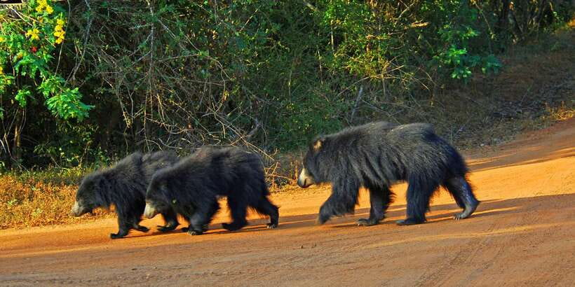 Yala: Private Safari Day Trip with Lunch & Entry Fees - Key highlights you’ll actually care about