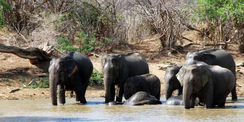 Yala: Private Safari Day Trip with Lunch & Entry Fees - How the private Yala day trip flows, from pickup to park gate
