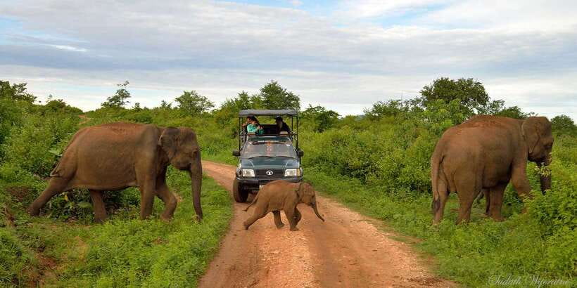 Yala: Private Safari Day Trip with Lunch & Entry Fees - The 4-hour jeep safari in Yala National Park: spotting is the whole game