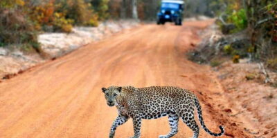 Yala: Private Safari Day Trip with Lunch & Entry Fees - Morning vs evening safari: picking the start time that fits your day