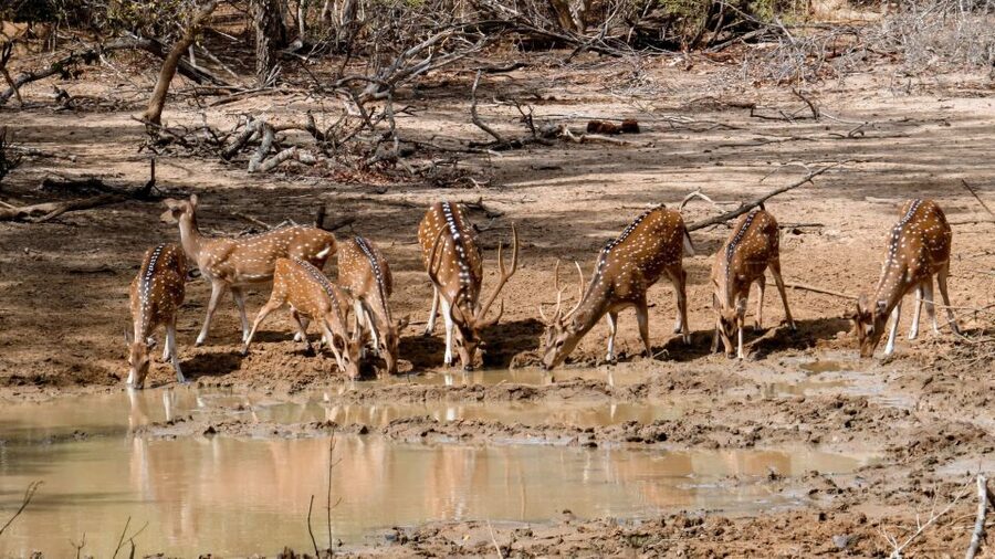 Yala: Private Safari Day Trip with Lunch & Entry Fees - Why private pickup and drop-off is a bigger deal than it sounds
