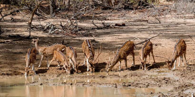 Yala: Private Safari Day Trip with Lunch & Entry Fees - Price and value: is $110 per person fair for what you get?