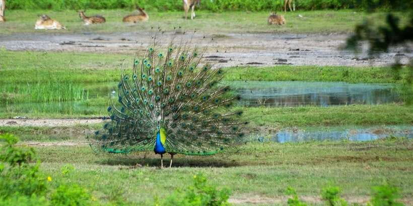 Yala: Private Safari Day Trip with Lunch & Entry Fees - What to watch for on the day (so the trip feels smoother)