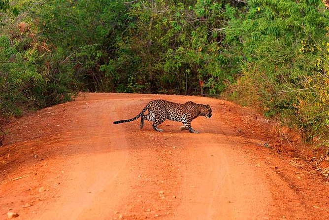 Yala Safari Day Trip from Bentota/ Kalutara/ Ahungalla/ Hikkaduwa - Key highlights worth your attention