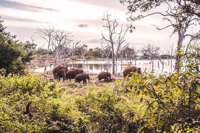 Yala Safari Day Trip from Bentota/ Kalutara/ Ahungalla/ Hikkaduwa - Inside Yala National Park: why the park blocks matter