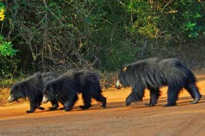 Yala Safari Day Trip from Bentota/ Kalutara/ Ahungalla/ Hikkaduwa - Getting to Yala: free pick-up makes the day feel easy